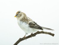 /album/vogels-van-jacques/huvaere-212-jpg/
